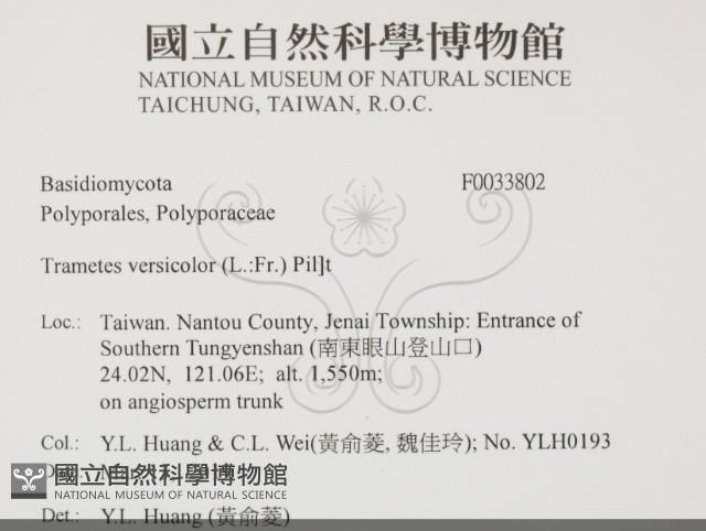 雲芝藏品圖，第2張