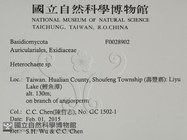 刺皮菌屬藏品圖，第2張
