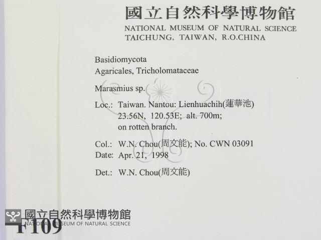 小皮傘屬藏品圖，第2張