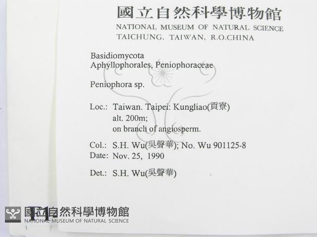 筍殼菌屬藏品圖，第2張