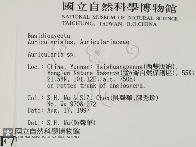 木耳屬藏品圖，第2張