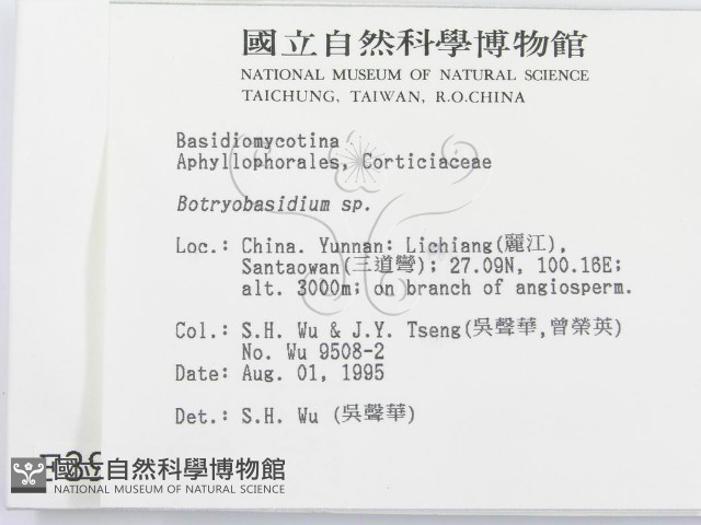 串擔革菌屬藏品圖，第2張
