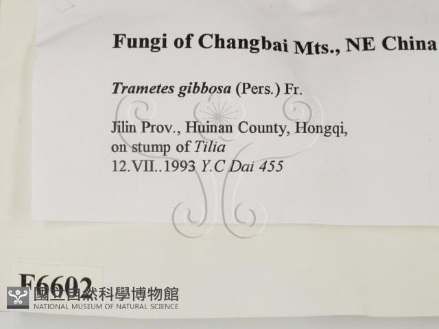 偏腫栓菌藏品圖，第2張