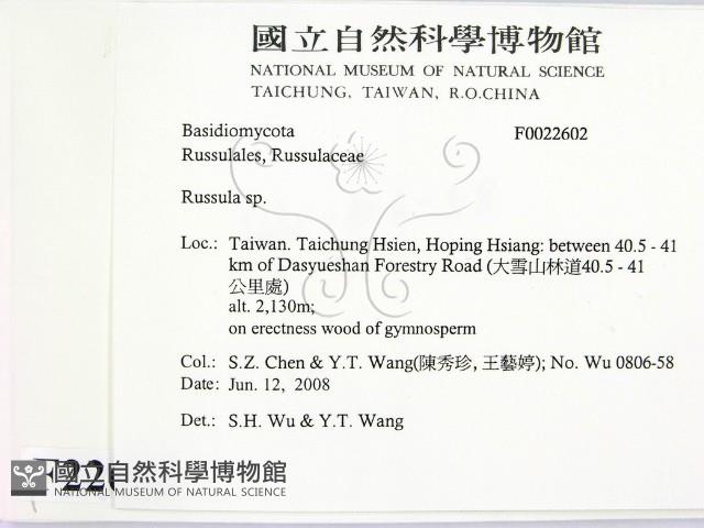 紅菇屬藏品圖，第2張