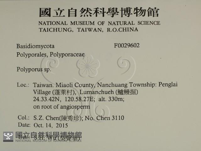 多孔菌屬藏品圖，第2張
