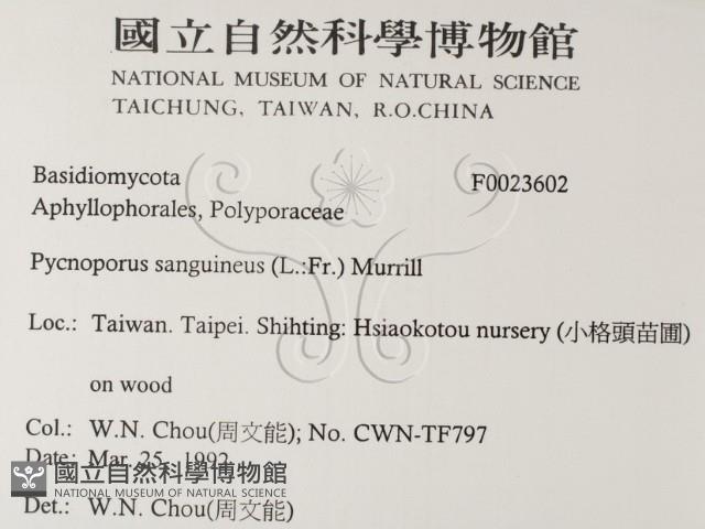 血紅密孔菌藏品圖，第2張