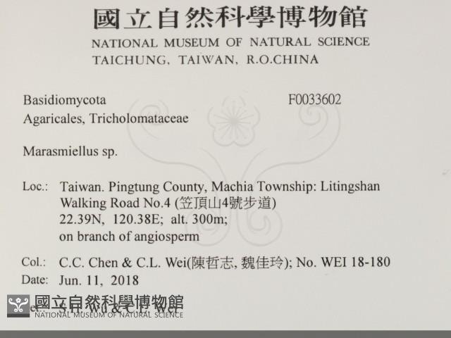 微皮傘屬藏品圖，第2張