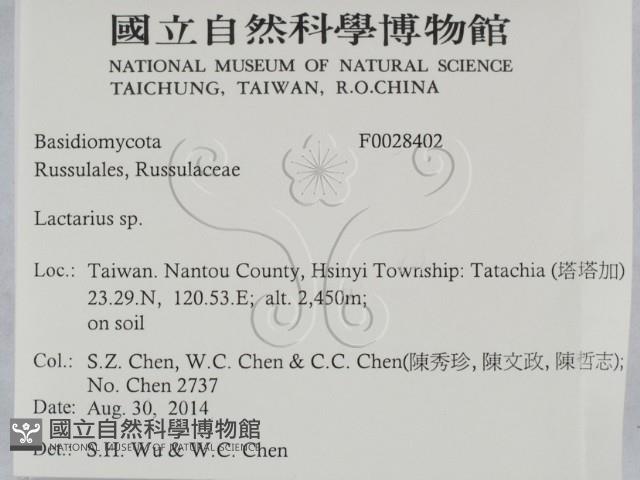 乳菇屬藏品圖，第2張