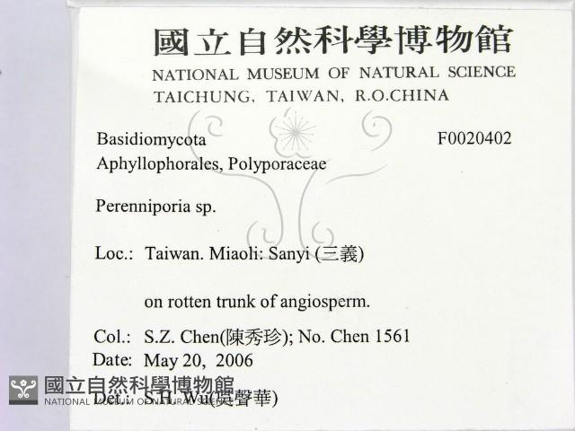 多年臥孔菌屬藏品圖，第2張