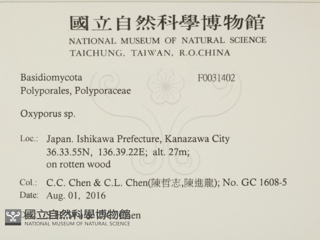 銳孔菌屬藏品圖，第2張