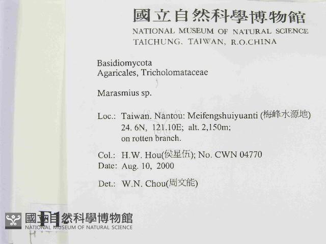 小皮傘屬藏品圖，第2張