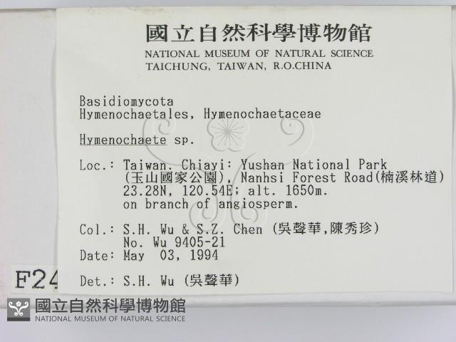 刺革菌屬藏品圖，第2張