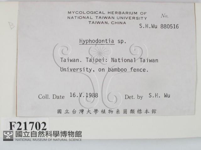 絲齒菌屬藏品圖，第2張
