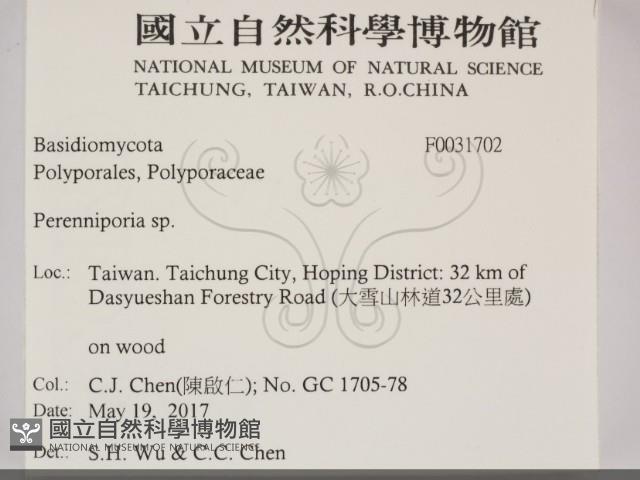 多年臥孔菌屬藏品圖，第2張