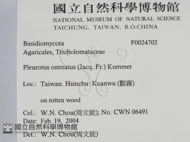 糙皮側耳藏品圖，第2張