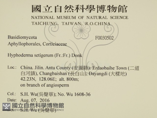 剛毛絲皮菌藏品圖，第2張