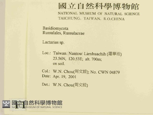 乳菇屬藏品圖，第2張