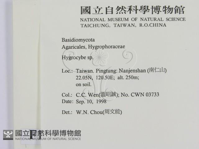 濕傘屬藏品圖，第2張