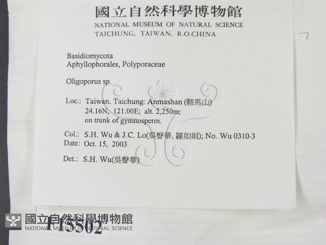 寡孔菌屬藏品圖，第2張