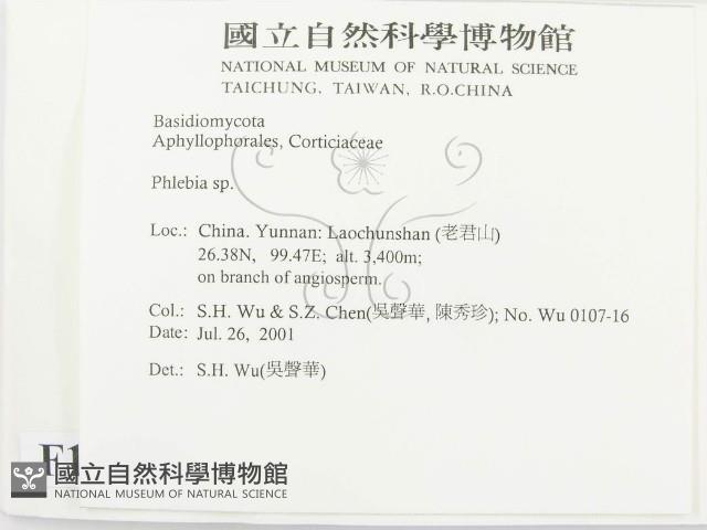 射脈菌屬藏品圖，第2張