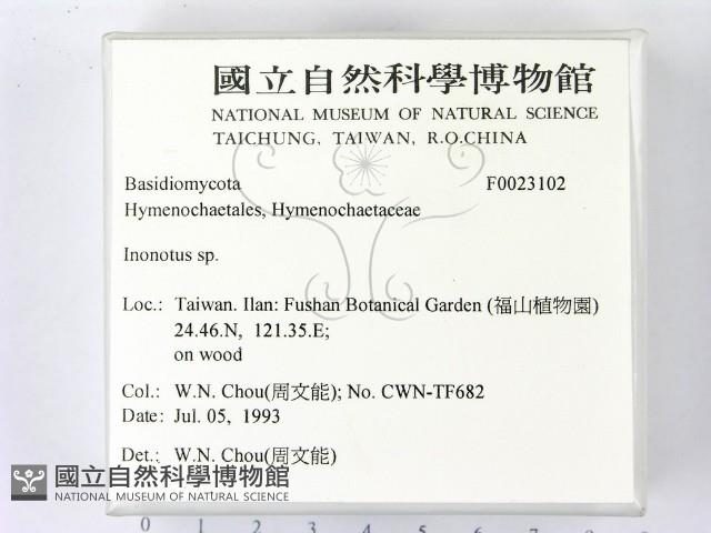 纖孔菌屬藏品圖，第2張