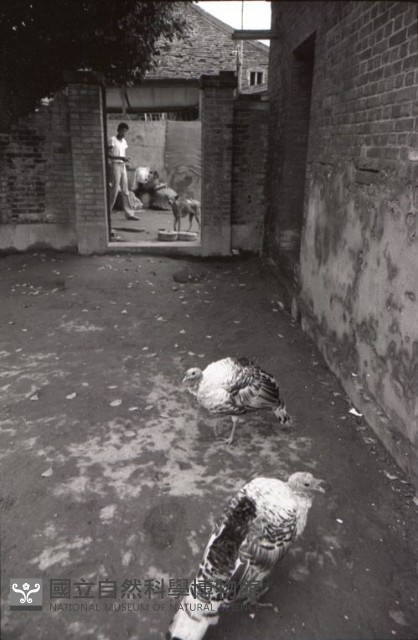 1950至2006年臺灣常民生活藏品圖，第1張