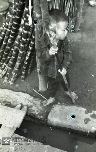 1950至2006年臺灣常民生活藏品圖，第1張