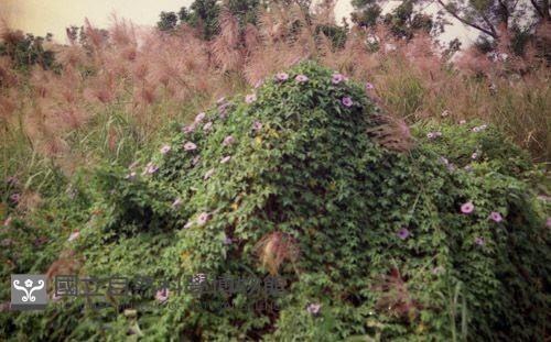 1950至2006年臺灣常民生活藏品圖，第1張