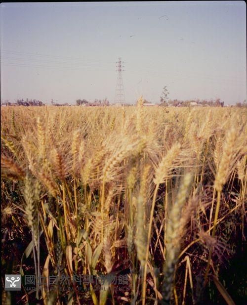 1950至2006年臺灣常民生活藏品圖，第1張