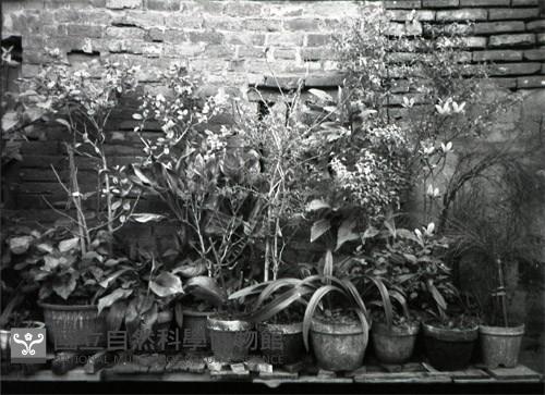 1950至2006年臺灣常民生活藏品圖，第1張