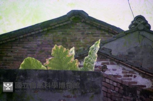 1950至2006年臺灣常民生活藏品圖，第1張