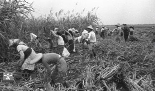 1950至2006年臺灣常民生活藏品圖，第1張