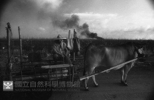 1950至2006年臺灣常民生活藏品圖，第1張