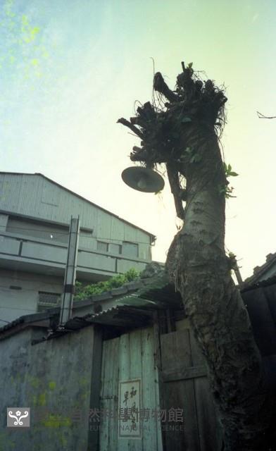 1950至2006年臺灣常民生活藏品圖，第1張