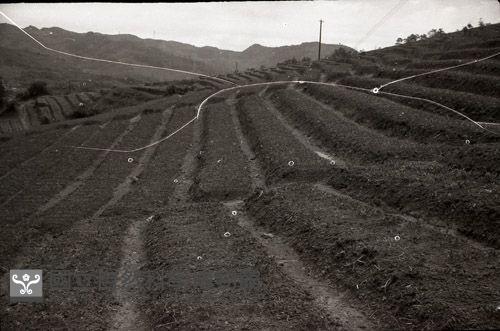 1950至2006年臺灣常民生活藏品圖，第1張