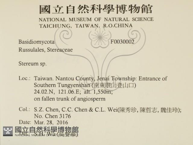 韌革菌屬藏品圖，第2張