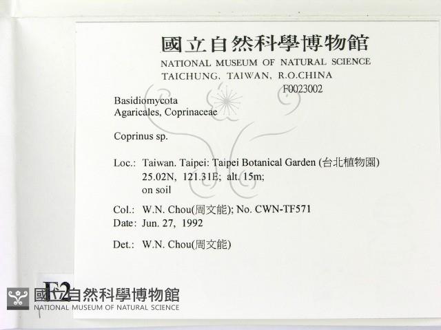 鬼傘屬藏品圖，第2張