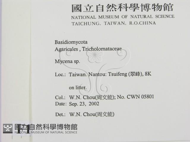 小菇屬藏品圖，第2張