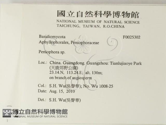 筍殼菌屬藏品圖，第2張