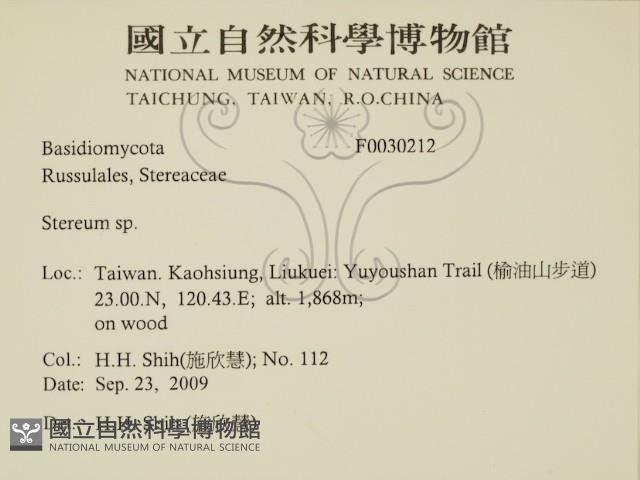 韌革菌屬藏品圖，第2張