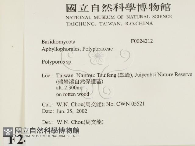 多孔菌屬藏品圖，第2張