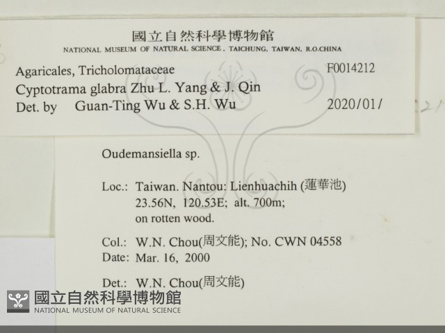 無毛鱗蓋傘藏品圖，第2張