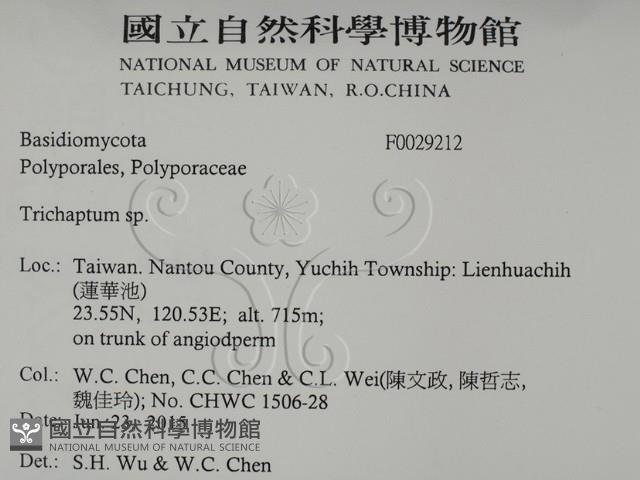 附毛菌屬藏品圖，第2張
