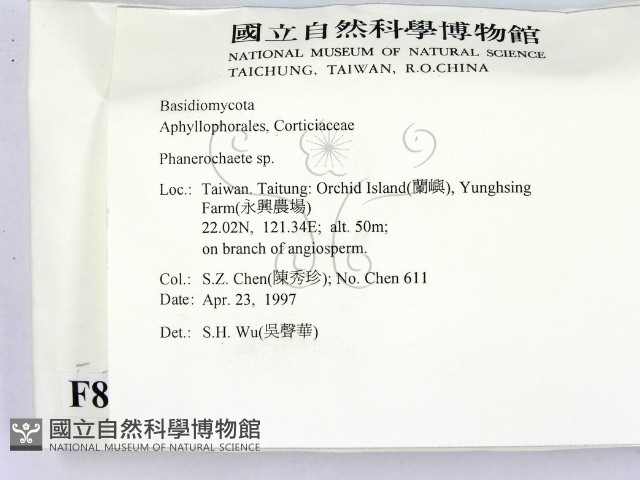 顯絲菌屬藏品圖，第2張