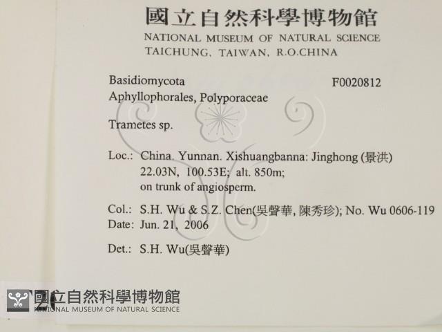 栓菌屬藏品圖，第2張