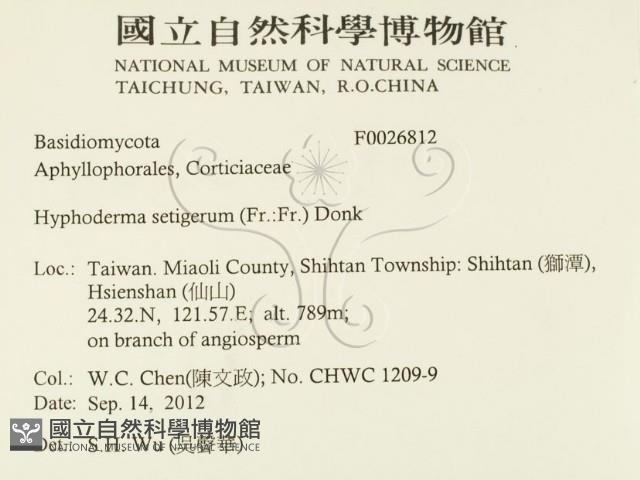 剛毛絲皮菌藏品圖，第2張