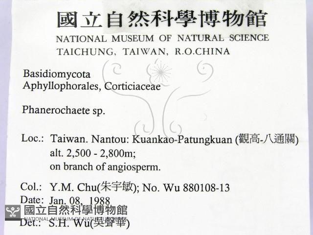 顯絲菌屬藏品圖，第2張