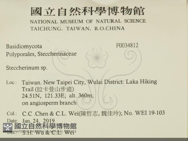 齒耳菌屬藏品圖，第2張