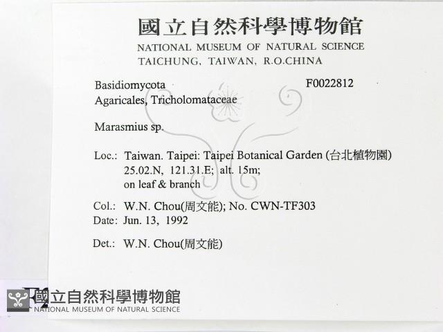 小皮傘屬藏品圖，第2張