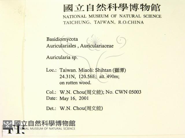 木耳屬藏品圖，第2張